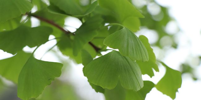 À la découverte du ginkgo biloba, l'arbre aux mille vertus