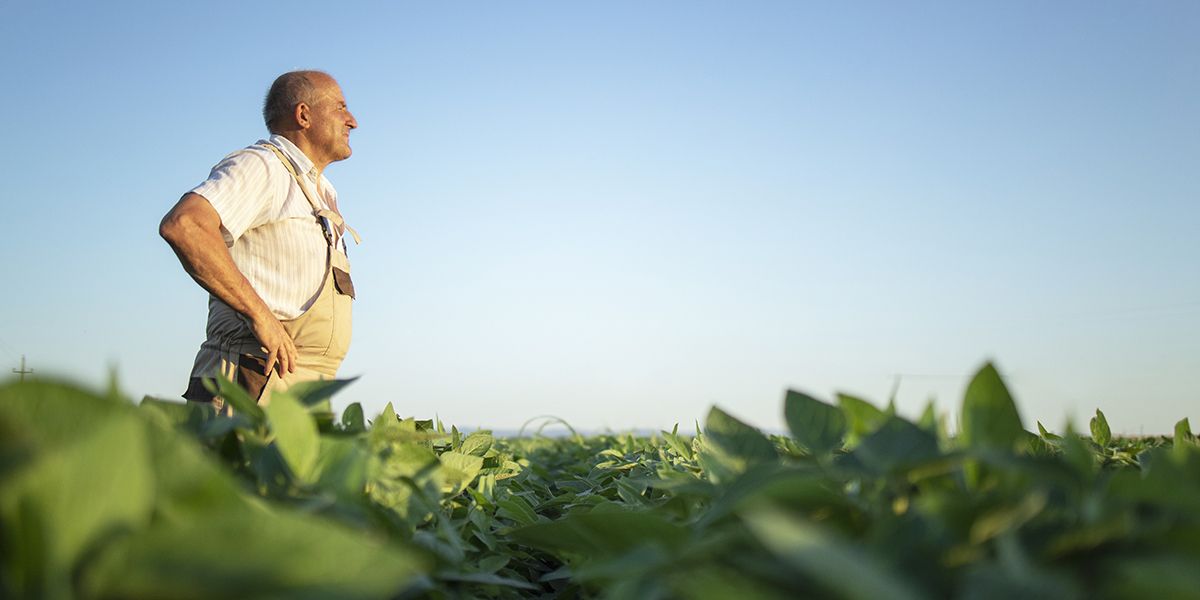 Les secrets des repères phénologiques : jardiner en harmonie avec la nature
