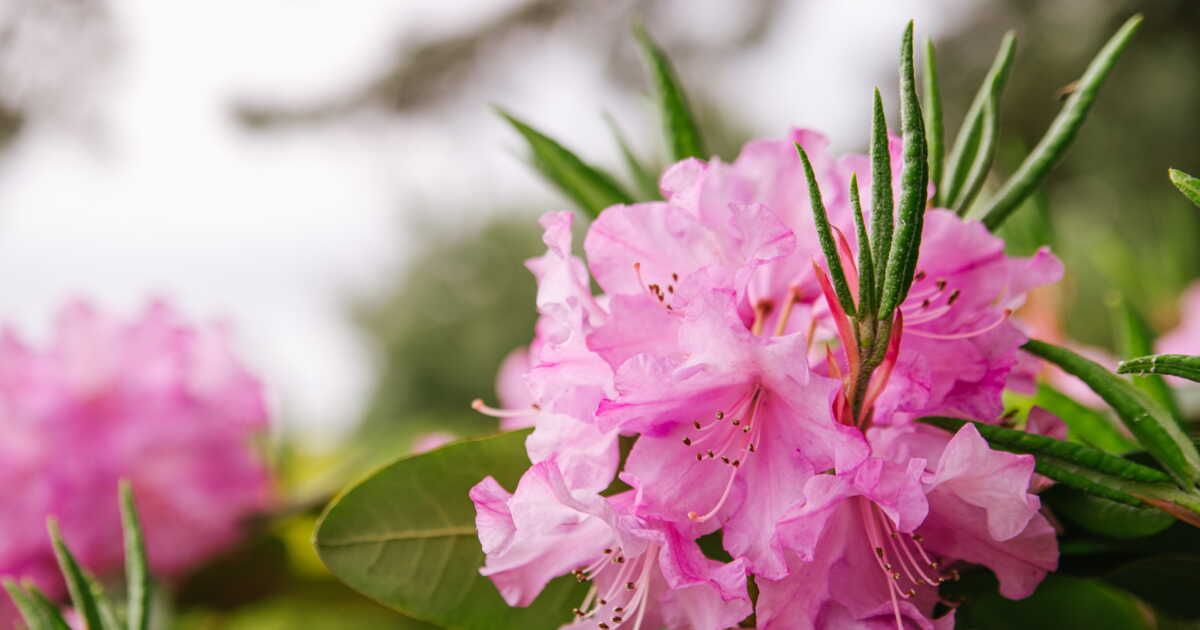 Cultiver la Bretagne : 5 plantes idéales pour votre jardin