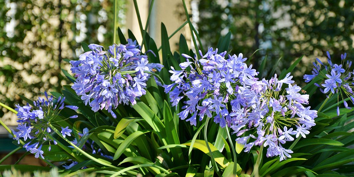 Les agapanthes : l'élégance florale venue d'Afrique du Sud