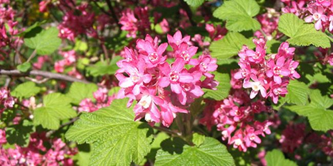 Le groseillier à fleurs, un trésor floral pour votre jardin