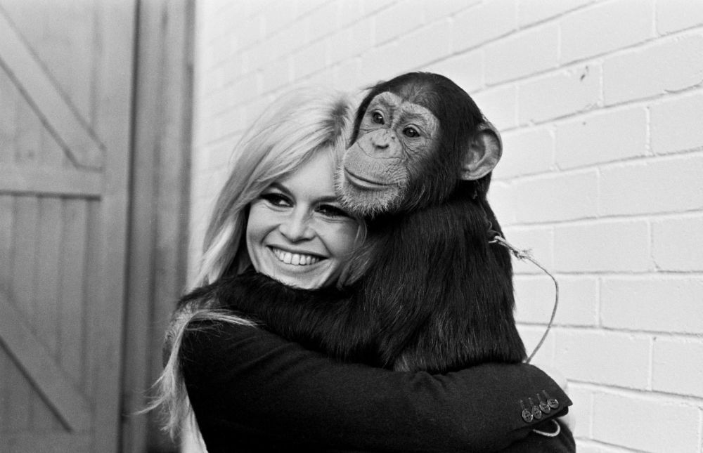 Brigitte Bardot : l'icône intemporelle du féminisme animalier