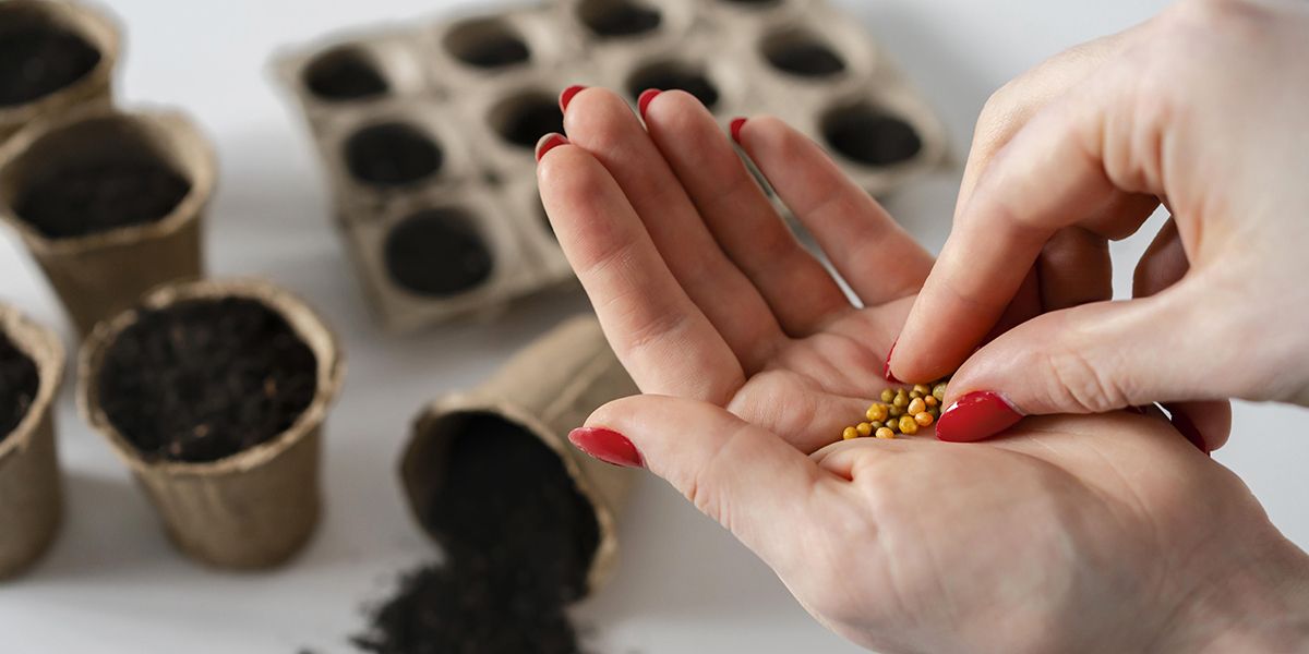 Secrets pour des semis réussis
