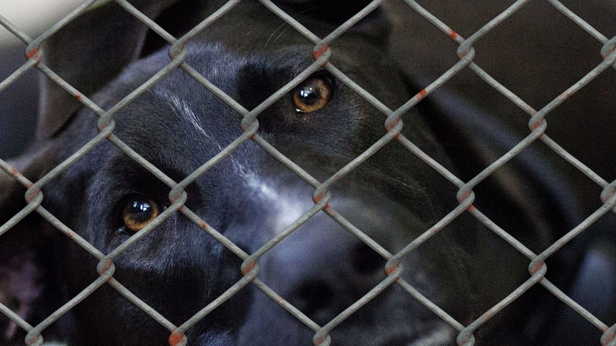 Un généreux héritage pour un refuge animalier en Charente-Maritime
