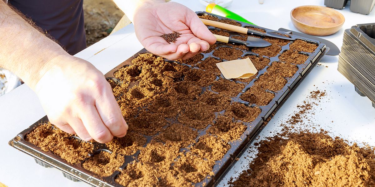 Réussir ses semis : 10 erreurs à éviter