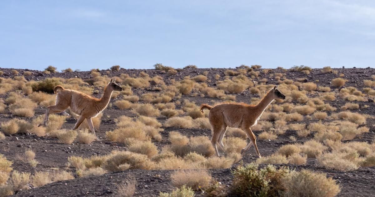 Le retour des guanacos : un projet ambitieux pour revitaliser la cordillère chilienne