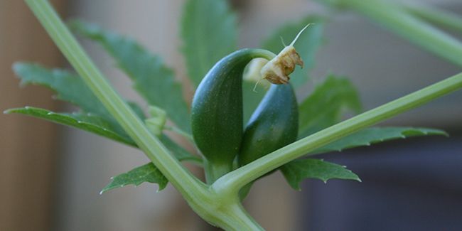 Cyclanthère : un trésor des Andes à cultiver