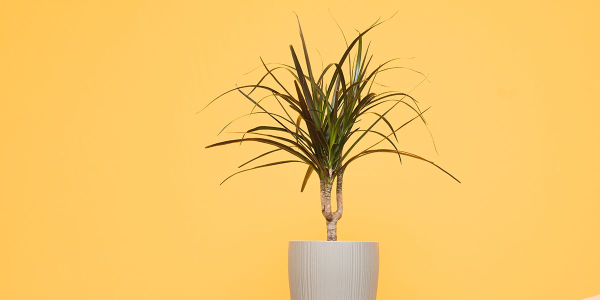 Le dracaena : une plante d'intérieur à la fois esthétique et dépolluante
