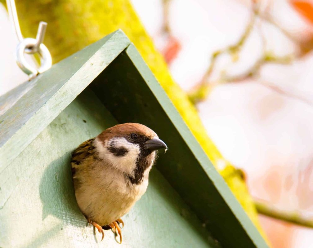 Transformez votre jardin en havre de paix pour les oiseaux ce printemps