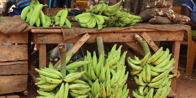 La banane plantain : un ingrédient délicieux à redécouvrir