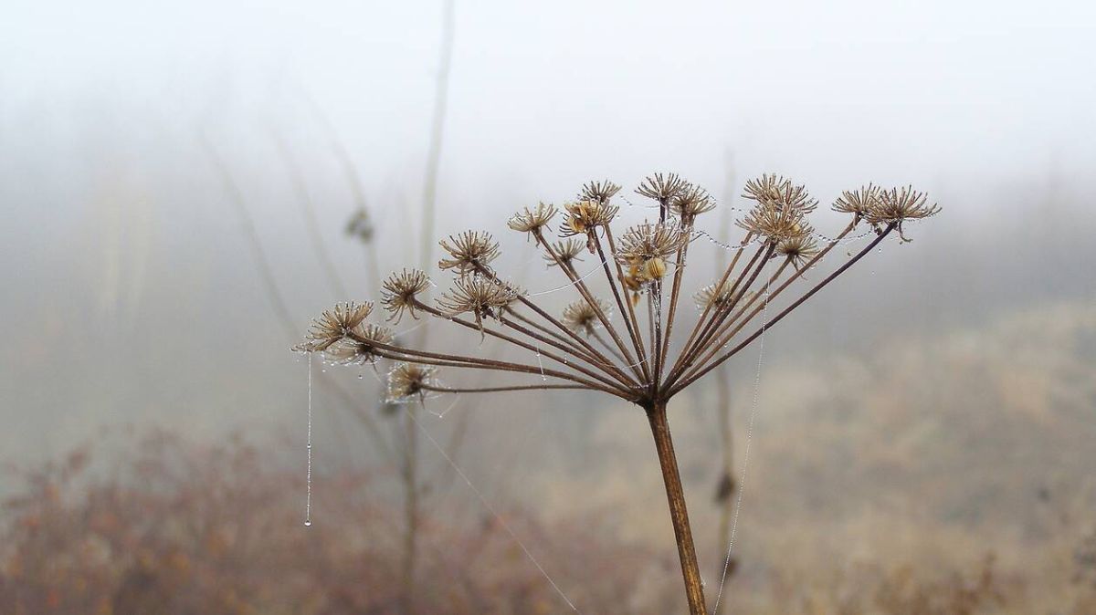 Brouillard et températures glaciales : la météo imprévisible sur Alençon