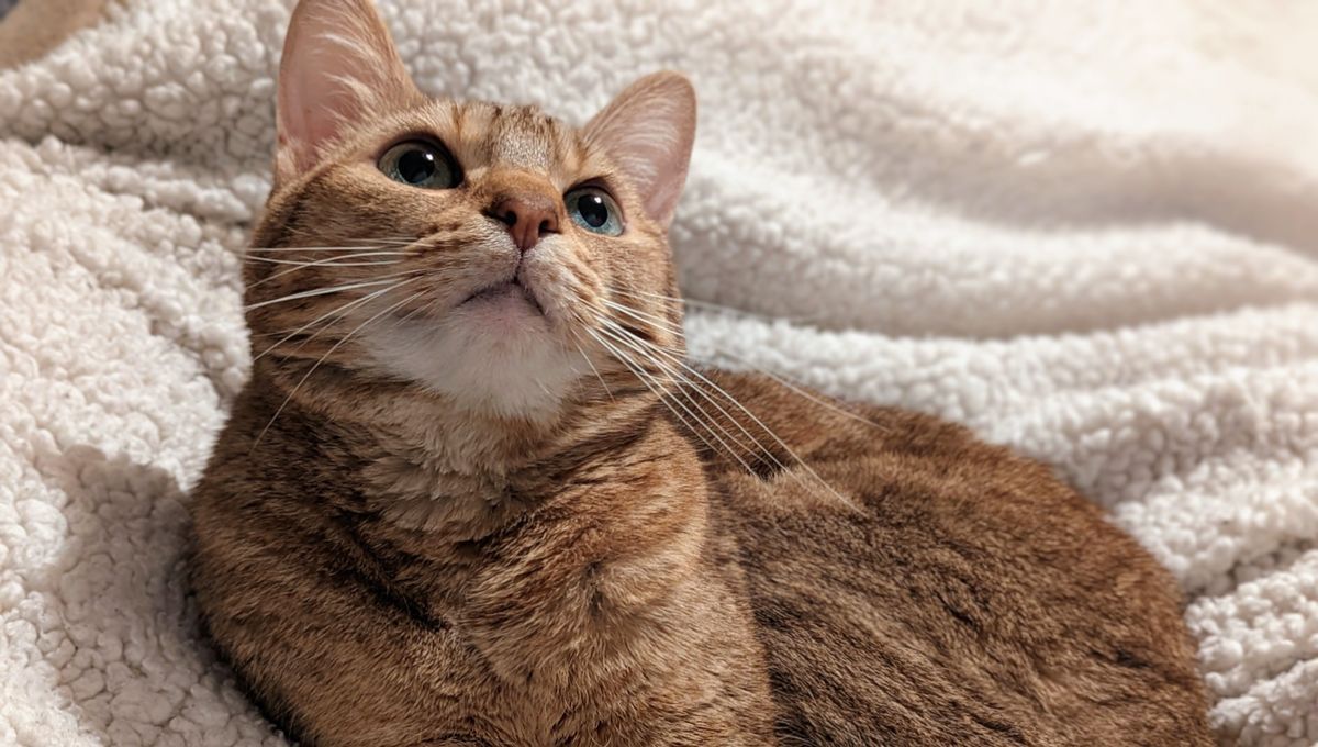 Une scène révoltante : 40 animaux maltraités découverts dans une cave à L'Hôpital