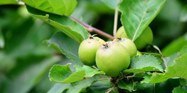 L'art de l'éclaircissage des fruits : vers une récolte optimale