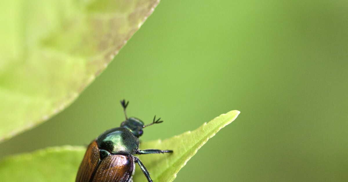 Scarabée japonais : une nouvelle menace pour vos jardins