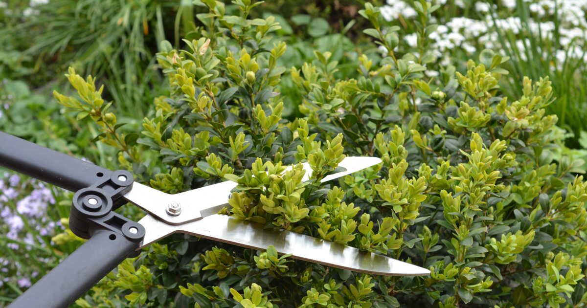 Que faire lorsque la haie de votre voisin invade votre terrain ?