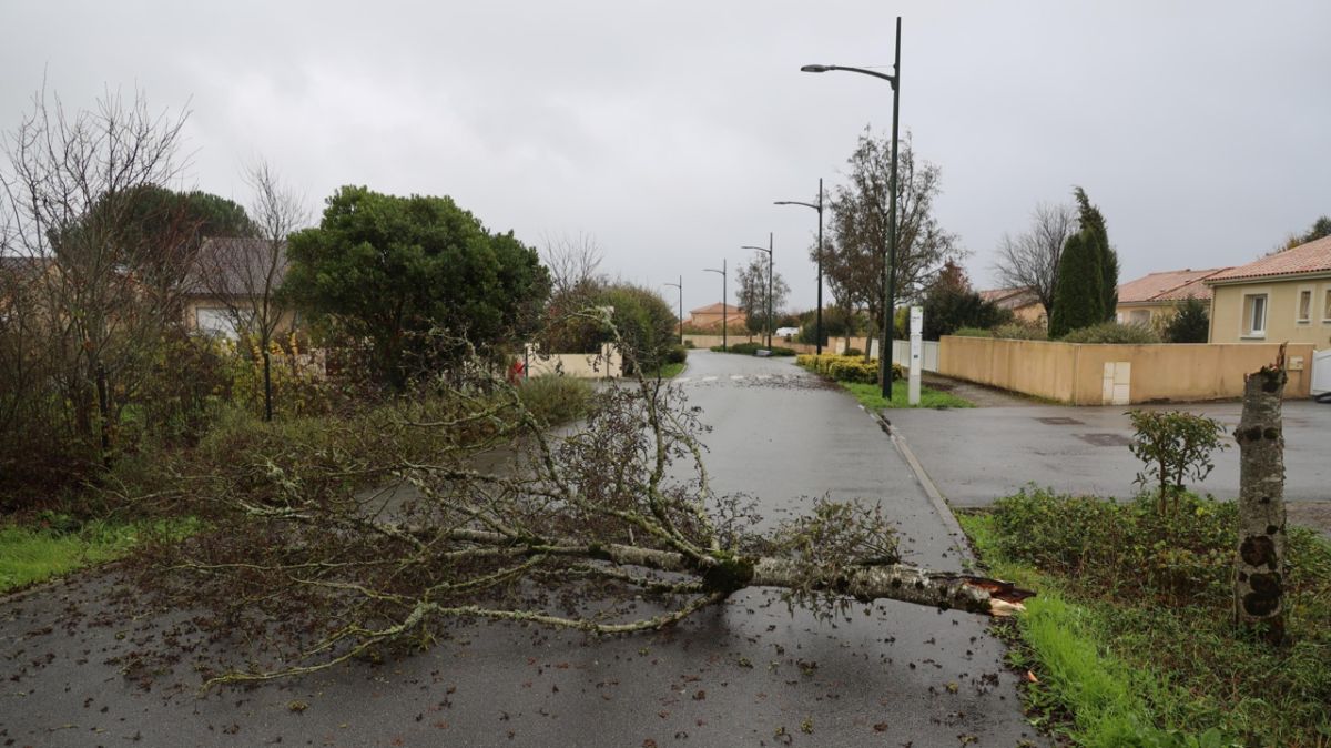 La tempête Goretti frappe le Loir-et-Cher : coupures d'électricité et chutes d'arbres