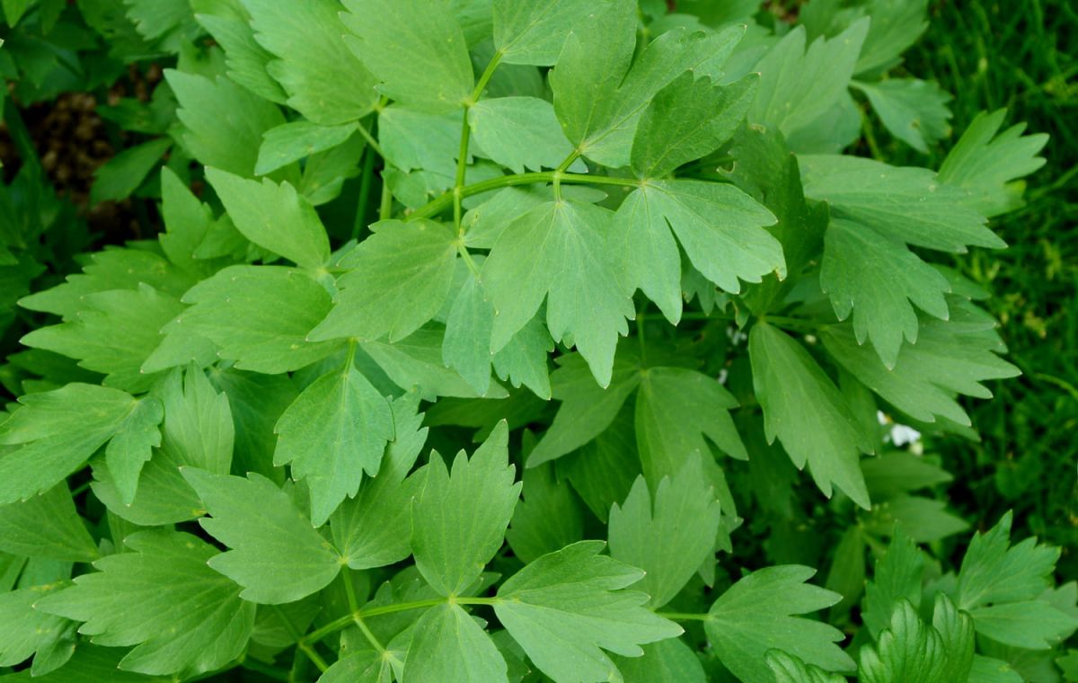 Découvrez les secrets de la livèche : une plante aromatique aux multiples vertus