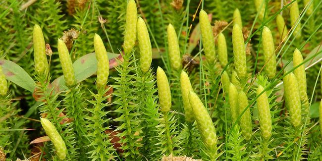 Les vertus psychotropes du lycopodium clavatum en homéopathie