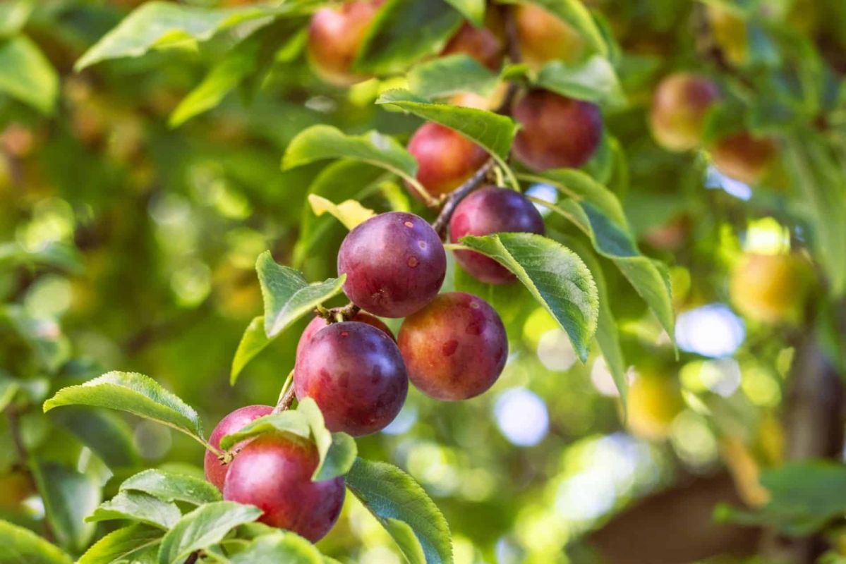 La taille printanière : le secret d'un prunier débordant de fruits