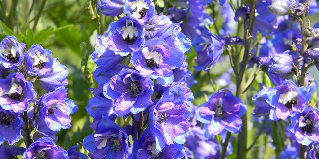 Pied d'alouette : un trésor floral aux couleurs éclatantes