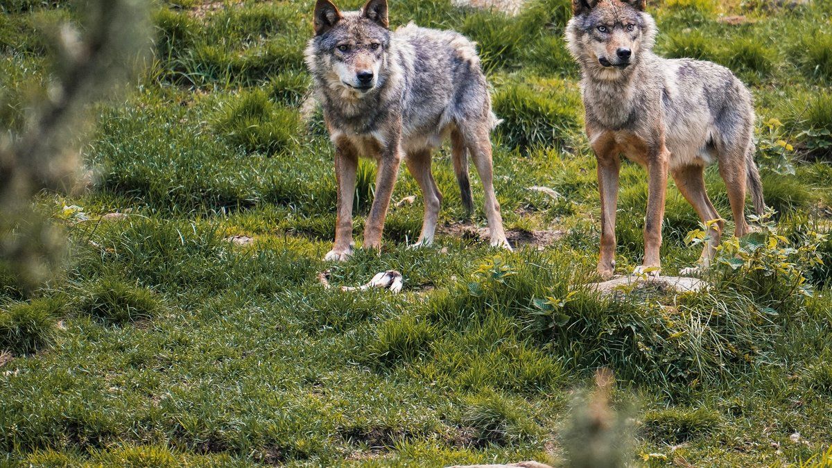 La régulation des loups en France : vers une augmentation controversée des abattages