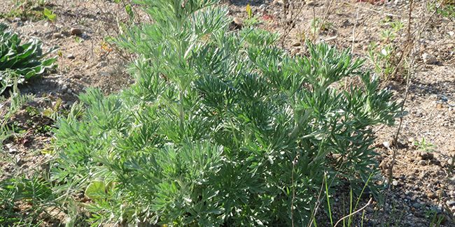Plongée dans l'univers fascinant de l'absinthe