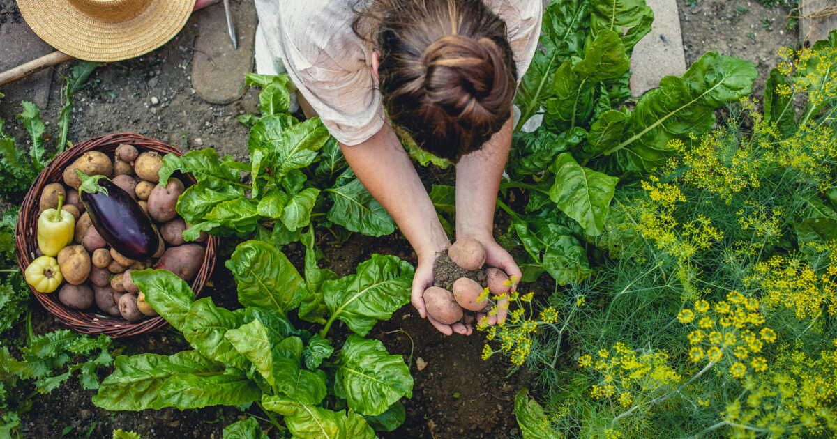 Utilisation de la bouillie bordelaise au jardin