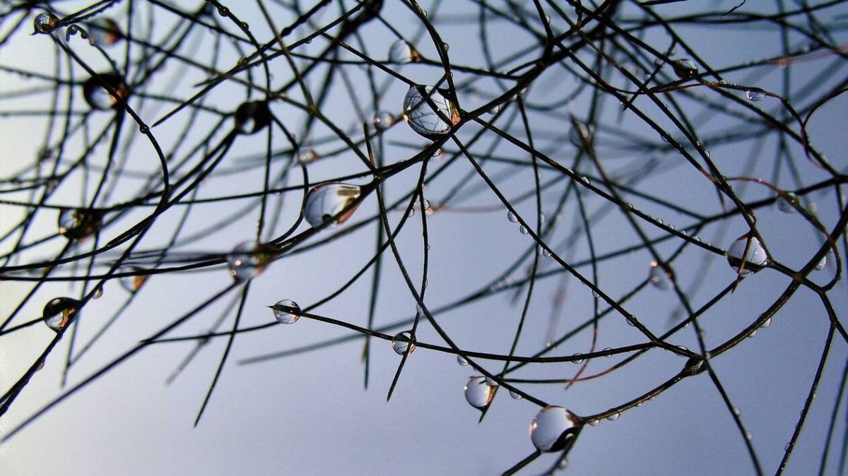 Vire sous la pluie : un lundi bercé par la bruine et le vent