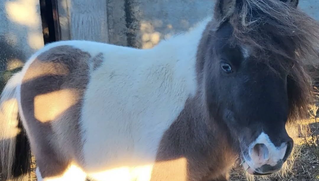 Le surprenant retour de Daemon, le poney miniature volé à Villeneuve-lès-Avignon