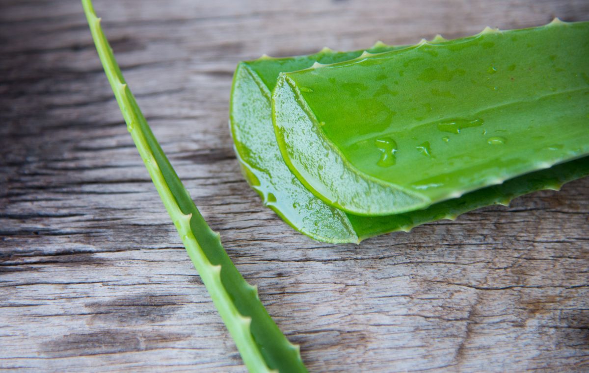 Aloe vera : attention aux risques liés à la consommation des feuilles fraîches