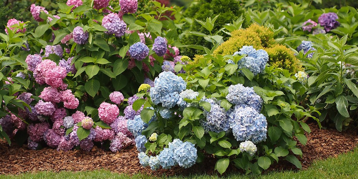 Tout savoir sur l'engrais des hortensias pour une floraison éclatante