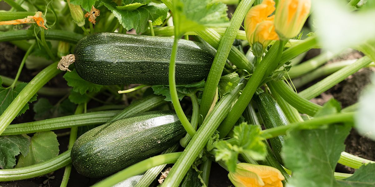 Cultiver des courgettes : les secrets d'un arrosage réussi