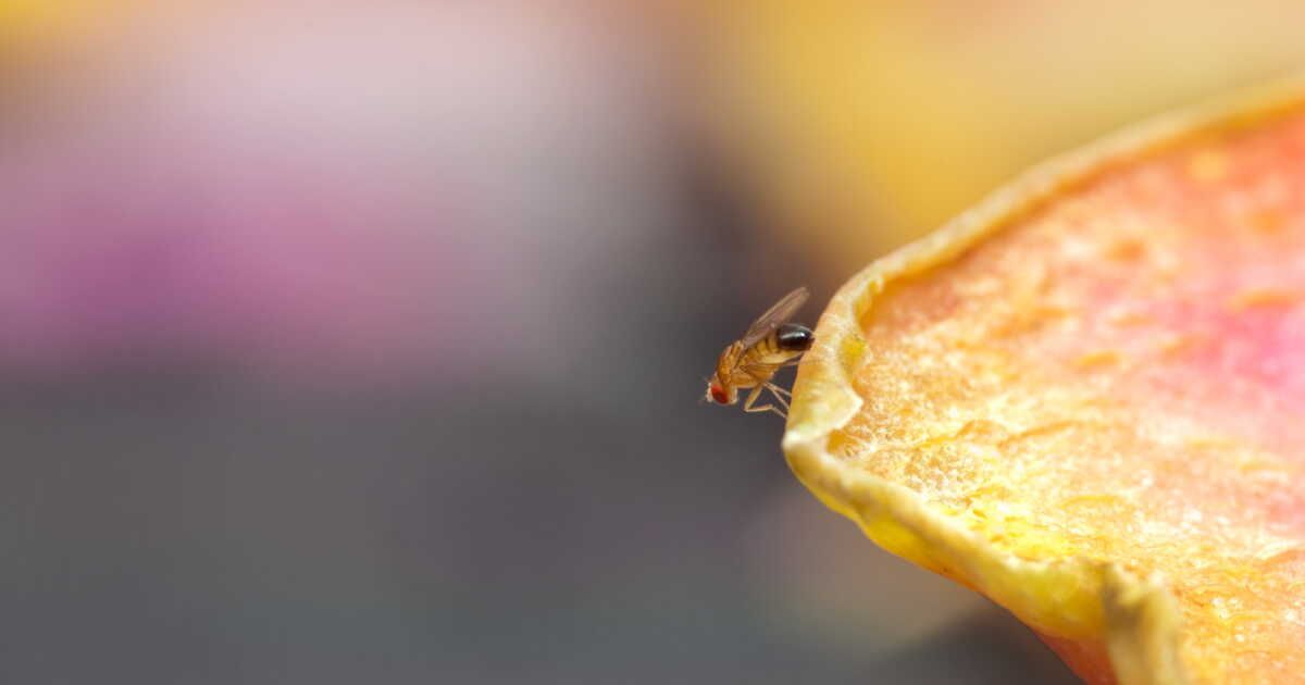 Une solution maison pour éliminer les moucherons : le piège qui ne coûte presque rien