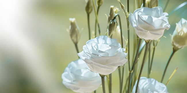 Détails fascinants sur le lisianthus (Eustoma grandiflorum)
