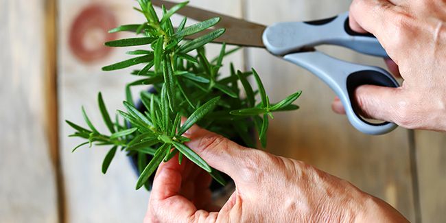 Les secrets pour réussir vos boutures de romarin