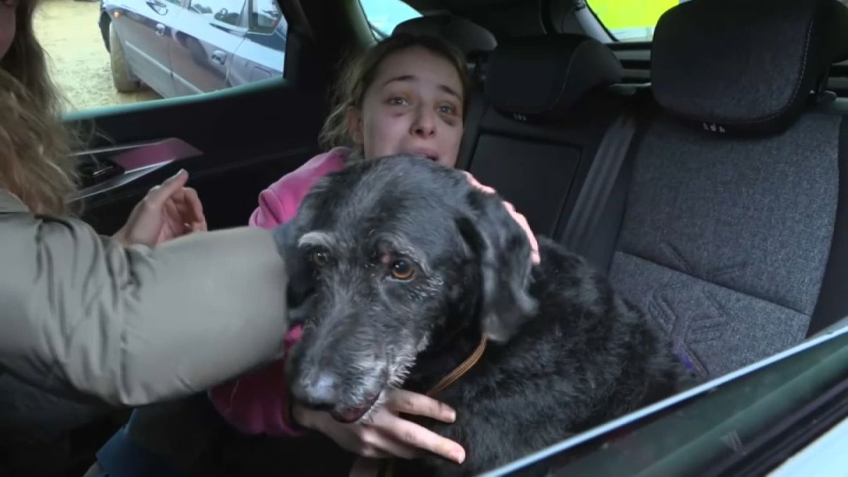 Boro, le chien miraculeux retrouvé après la collision de trains en Espagne