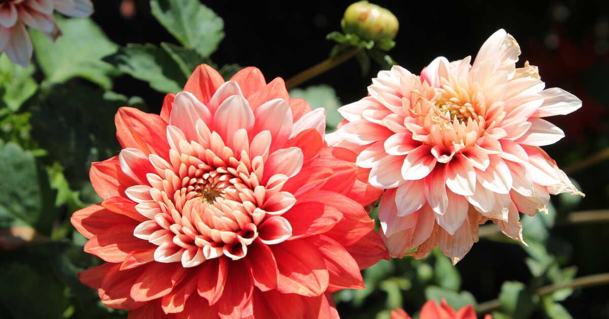 Les fleurs incontournables pour un jardin magnifique au printemps