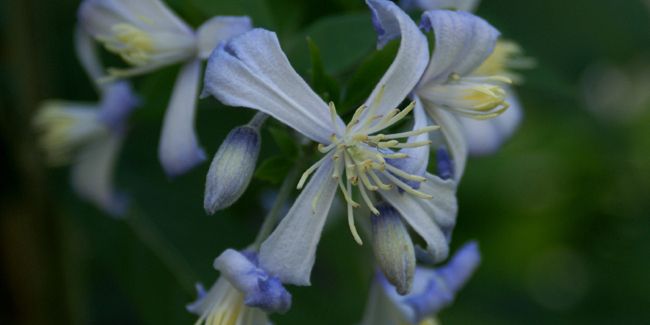 Clématite rampante : une touche parfumée pour vos jardins