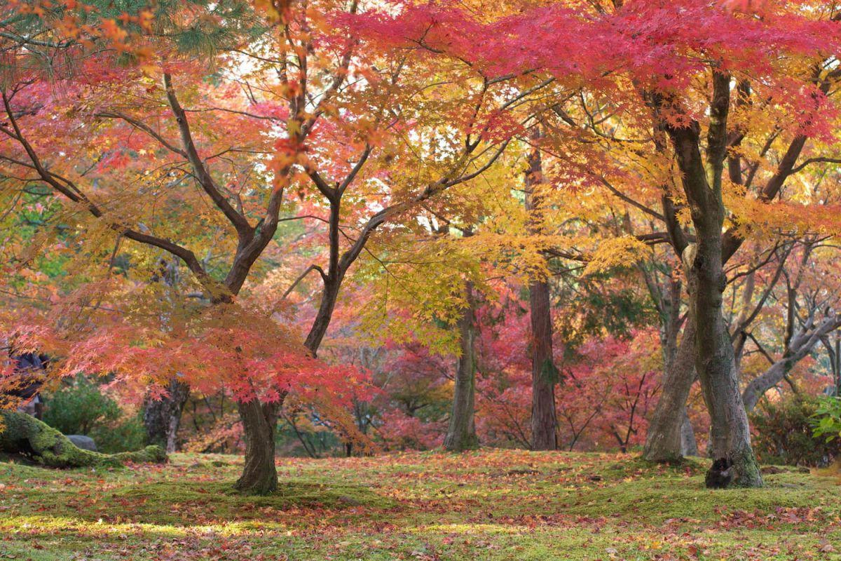 Préparez votre jardin pour un printemps éclatant : les incontournables de l'automne