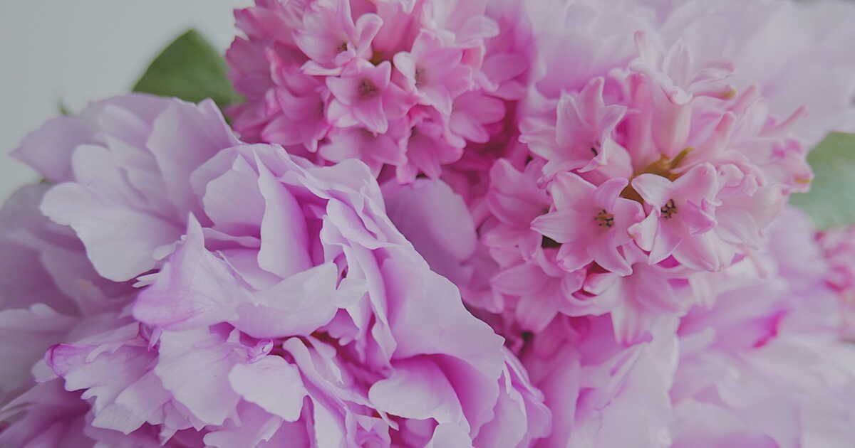 Redonner vie à vos jacinthes : les secrets d'une refleuraison réussie