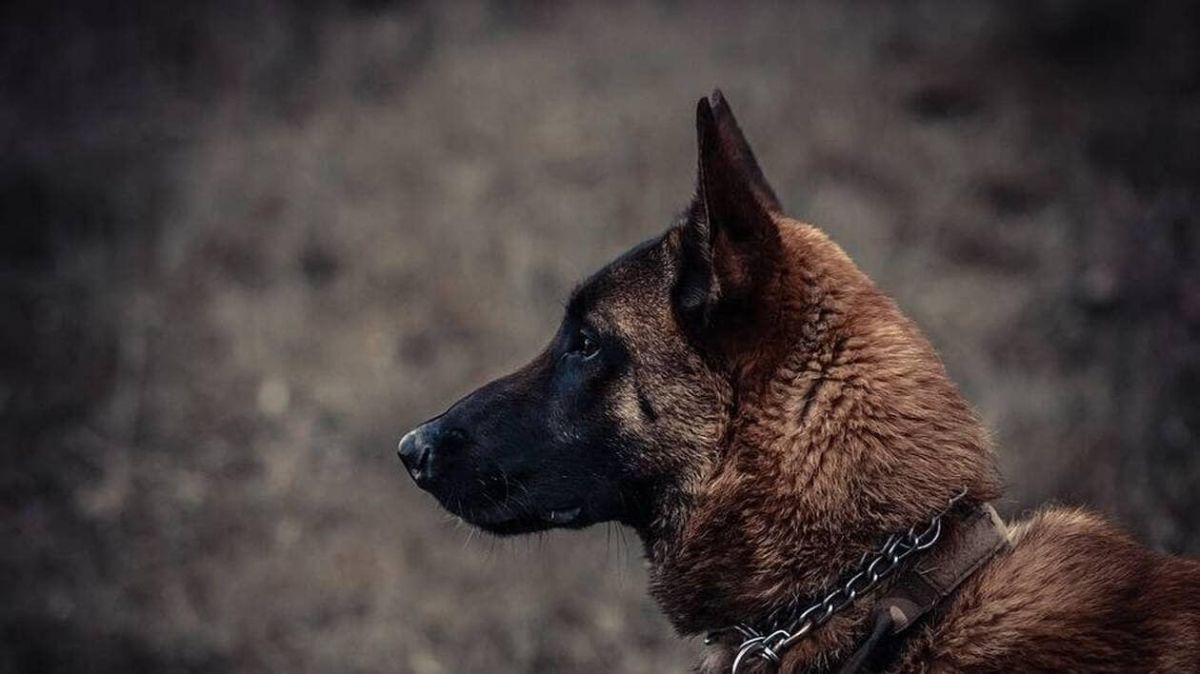 Un malinois en liberté terrorise un quartier de Bergerac