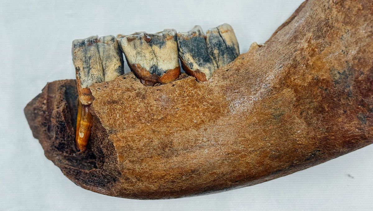 Des fossiles incroyables retrouvés à Amiens : un trésor préhistorique au Musée de Picardie