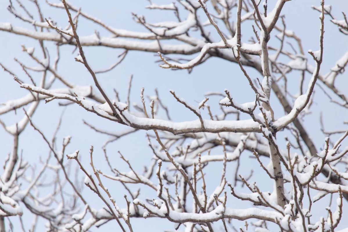 Protégez vos arbres cet hiver avec un geste simple contre la neige