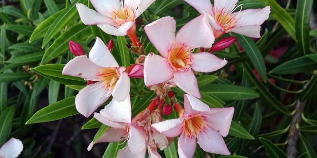 Les dangers cachés du laurier-rose : attention aux maladies !