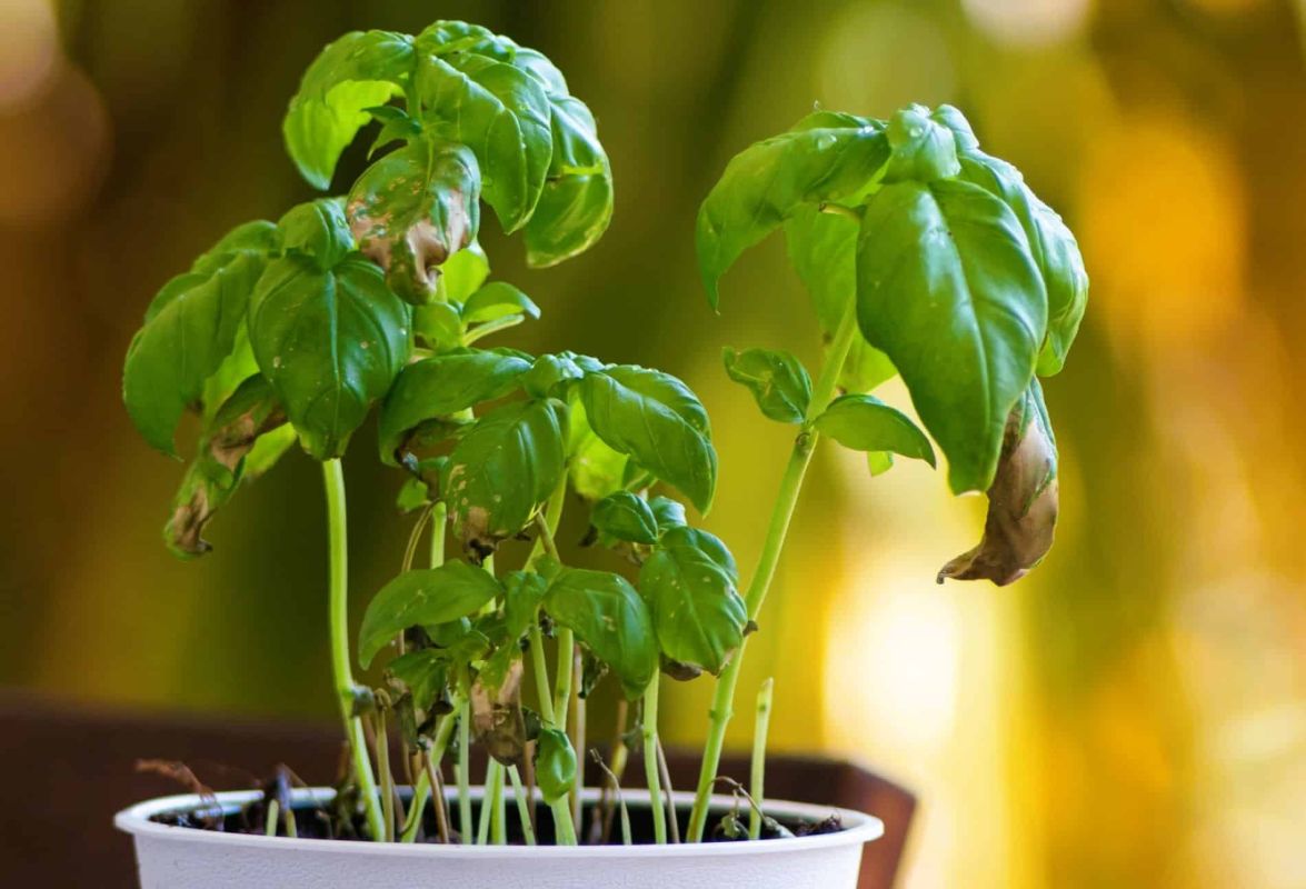 les secrets pour faire fleurir votre basilic en pot : évitez ces erreurs courantes