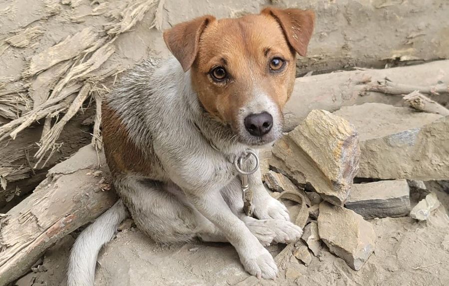 La triste histoire de Sultane, chienne victime reconnue par la justice