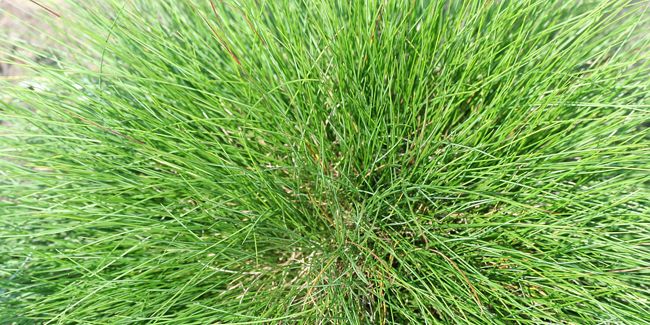 Découvrez la fétuque, une graminée aux multiples facettes