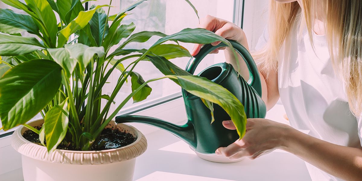 Redonner vie à une plante trop arrosée : astuces et conseils