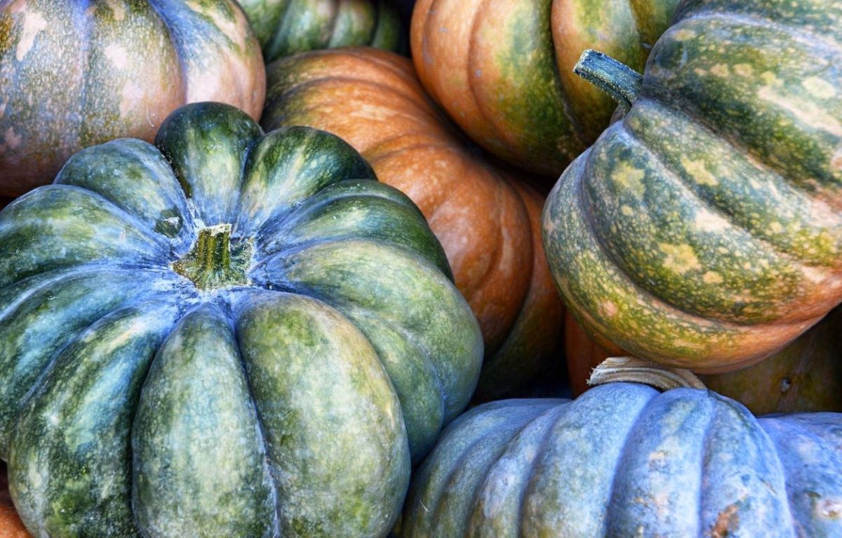Cultiver la courge musquée : votre guide essentiel