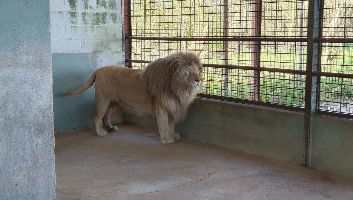 Un refuge pour animaux sauvages de Marigny contraint de fermer ses portes après une condamnation